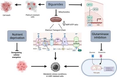 LKB1: Can We Target an Hidden Target? Focus on NSCLC